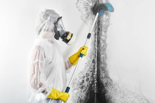 Professional Mold Removal in Monee, IL