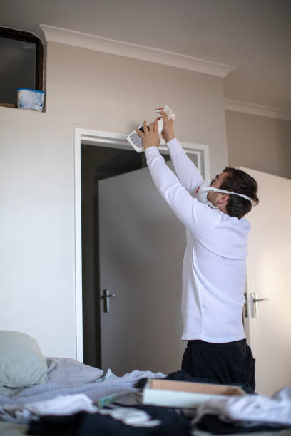 Best Basement Mold Removal  in Monee, IL